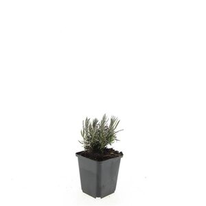 Lavandula ang. 'Rosea' geen maat specificatie 0,55L/P9cm - afbeelding 2