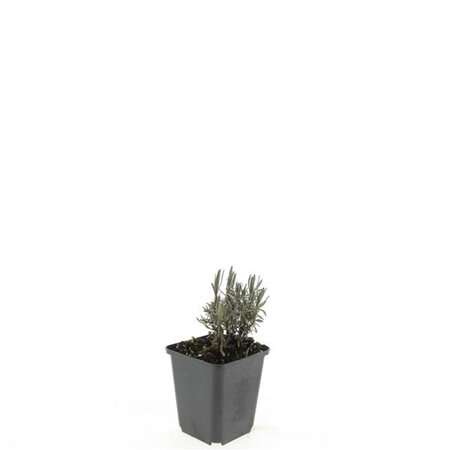 Lavandula ang. 'Rosea' geen maat specificatie 0,55L/P9cm - afbeelding 3