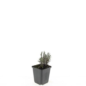 Lavandula ang. 'Rosea' geen maat specificatie 0,55L/P9cm - afbeelding 3