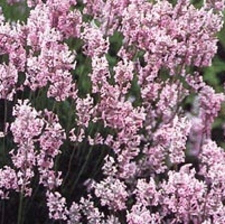 Lavandula ang. 'Rosea' geen maat specificatie 0,55L/P9cm - afbeelding 4