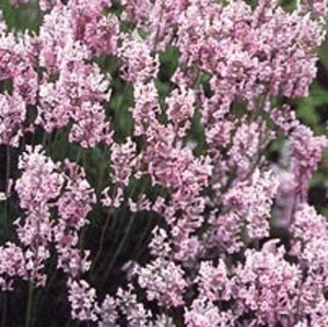 Lavandula ang. 'Rosea' geen maat specificatie 0,55L/P9cm - afbeelding 4