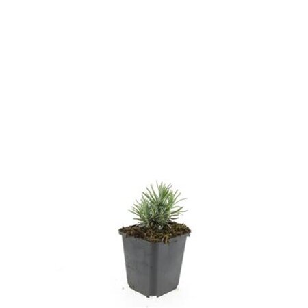 Lavandula ang. 'Rosea' geen maat specificatie 0,55L/P9cm - afbeelding 5
