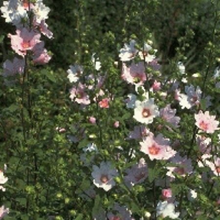 Lavatera 'Barnsley' geen maat specificatie 0,55L/P9cm - afbeelding 3