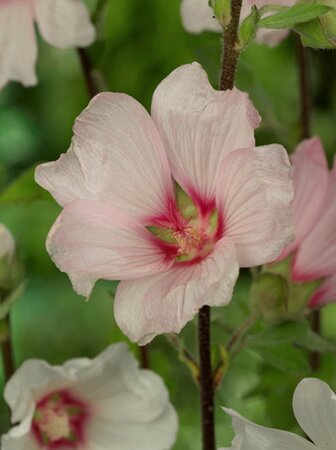 Lavatera 'Barnsley' geen maat specificatie 0,55L/P9cm - afbeelding 4