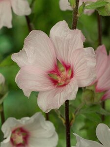 Lavatera 'Barnsley' geen maat specificatie 0,55L/P9cm - afbeelding 4