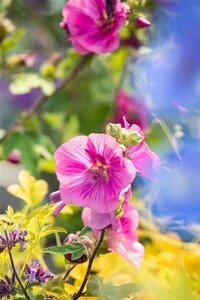 Lavatera 'Burgundy Wine' geen maat specificatie cont. 3,0L