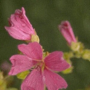 Lavatera 'Burgundy Wine' geen maat specificatie 0,55L/P9cm - afbeelding 4