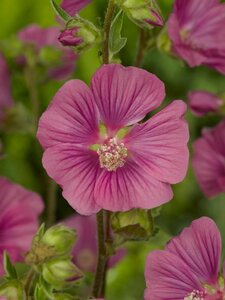 Lavatera 'Burgundy Wine' geen maat specificatie 0,55L/P9cm - afbeelding 5