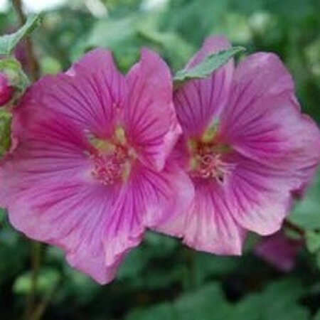 Lavatera 'Burgundy Wine' geen maat specificatie 0,55L/P9cm - afbeelding 6