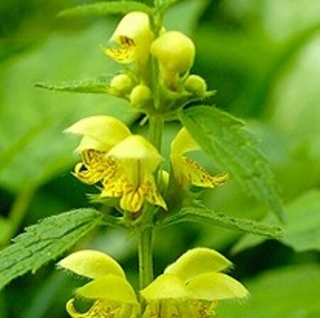 Lamiastrum galeobdolon geen maat specificatie 0,55L/P9cm