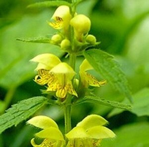 Lamiastrum galeobdolon geen maat specificatie 0,55L/P9cm