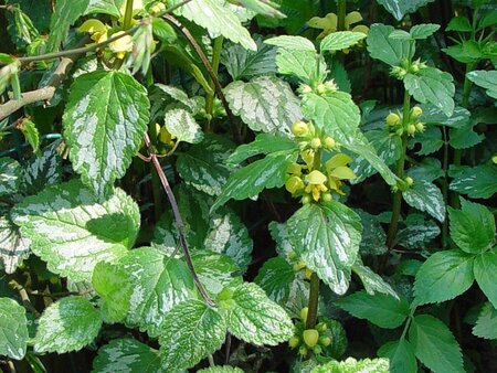 Lamiastrum galeobdolon geen maat specificatie 0,55L/P9cm - afbeelding 2