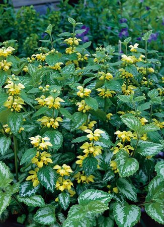 Lamiastrum gal. 'Florentinum' geen maat specificatie 0,55L/P9cm - afbeelding 5