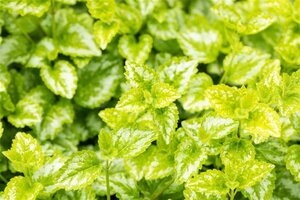 Lamiastrum gal. 'Florentinum' geen maat specificatie 0,55L/P9cm