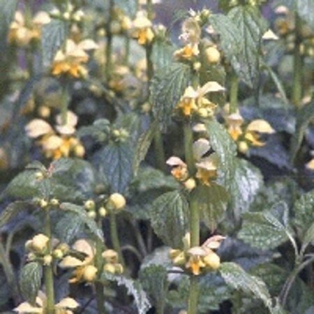 Lamiastrum gal. 'Florentinum' geen maat specificatie 0,55L/P9cm - afbeelding 6