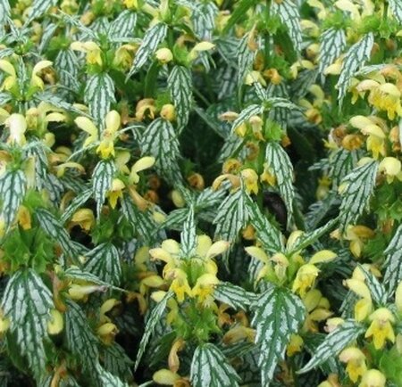 Lamiastrum gal. 'Herman's Pride' geen maat specificatie 0,55L/P9cm