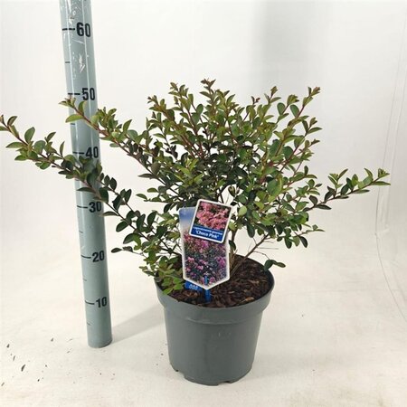 Lagerstroemia i. Choco Pink 50-60 cm cont. 5,0L - afbeelding 1