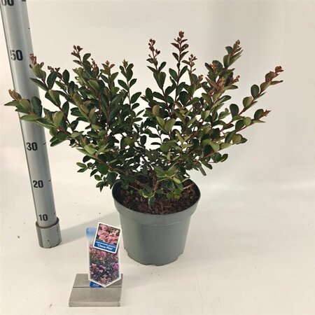 Lagerstroemia i. Choco Pink 50-60 cm cont. 5,0L - afbeelding 2
