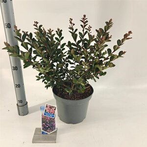 Lagerstroemia i. Choco Pink 50-60 cm cont. 5,0L - afbeelding 2