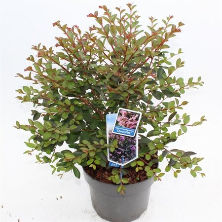 Lagerstroemia i. Choco Pink 50-60 cm cont. 5,0L - afbeelding 3