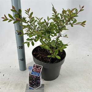 Lagerstroemia i. Choco Pink 50-60 cm cont. 5,0L - afbeelding 4
