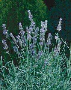 Lavandula int. 'Dutch' geen maat specificatie 0,55L/P9cm