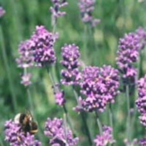 Lavandula int. 'Dutch' geen maat specificatie 0,55L/P9cm - afbeelding 2