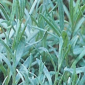 Lavandula int. 'Dutch' geen maat specificatie 0,55L/P9cm - afbeelding 3