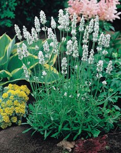 Lavandula int. 'Edelweiss' geen maat specificatie 0,55L/P9cm - afbeelding 3