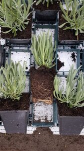 Lavandula int. 'Edelweiss' geen maat specificatie 0,55L/P9cm