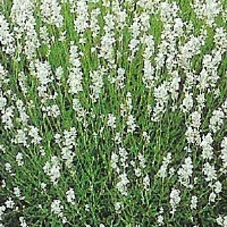 Lavandula int. 'Edelweiss' geen maat specificatie 0,55L/P9cm - afbeelding 5