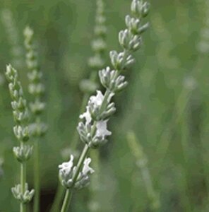 Lavandula int. 'Edelweiss' geen maat specificatie 0,55L/P9cm - afbeelding 3