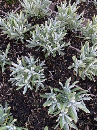 Lavandula int. 'Edelweiss' geen maat specificatie 0,55L/P9cm - afbeelding 2