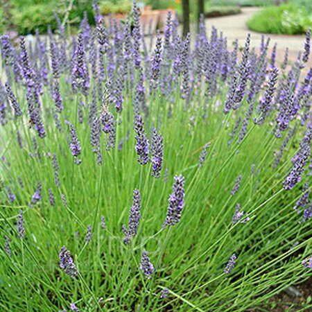 Lavandula int. 'Grosso' geen maat specificatie 0,55L/P9cm - afbeelding 3