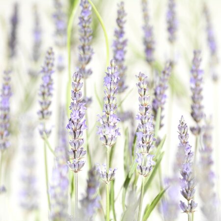 Lavandula int. 'Grosso' geen maat specificatie 0,55L/P9cm - afbeelding 3