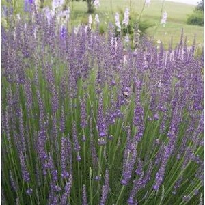 Lavandula int. 'Grosso' geen maat specificatie 0,55L/P9cm - afbeelding 5