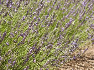 Lavandula int. 'Grosso' geen maat specificatie 0,55L/P9cm - afbeelding 2