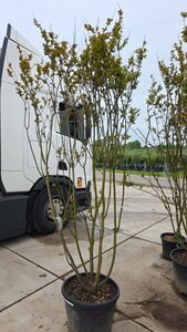 Lagerstroemia indica 250-300 cm container meerstammig - afbeelding 6