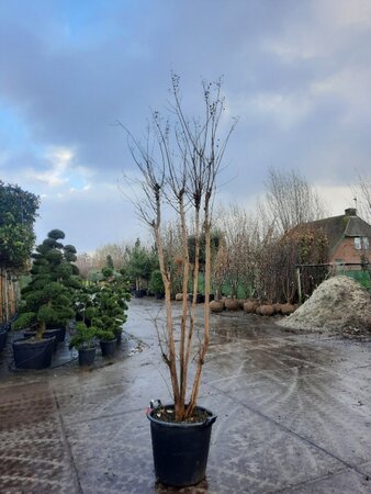 Lagerstroemia indica 250-300 cm container meerstammig - afbeelding 2