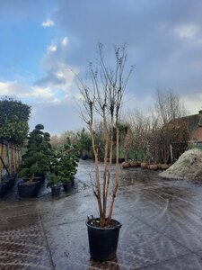 Lagerstroemia indica 250-300 cm container meerstammig - afbeelding 3