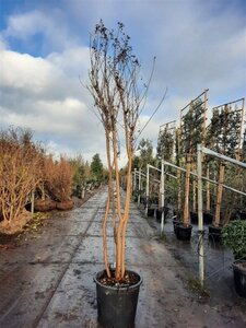 Lagerstroemia indica 250-300 cm container meerstammig - afbeelding 7