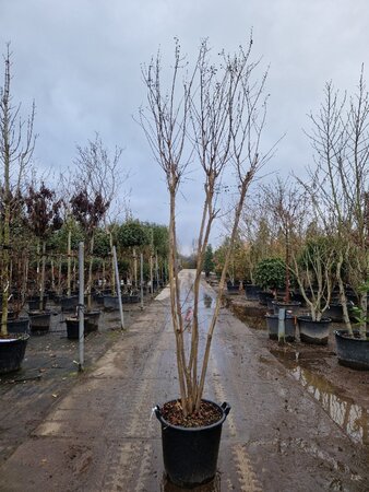 Lagerstroemia indica 250-300 cm container meerstammig - afbeelding 5