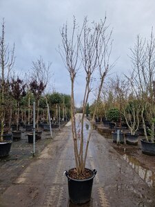 Lagerstroemia indica 250-300 cm container meerstammig - afbeelding 5