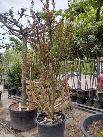 Lagerstroemia indica 250-300 cm container multi-stem - image 5