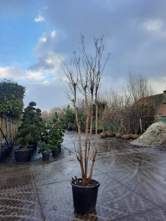 Lagerstroemia indica 250-300 cm container multi-stem - image 3