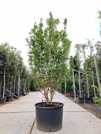 Lagerstroemia indica 250-300 cm container multi-stem - image 7