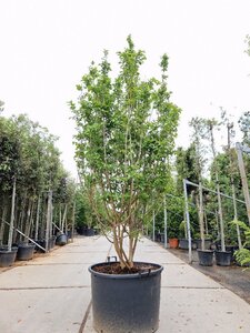 Lagerstroemia indica 250-300 cm container multi-stem - image 8