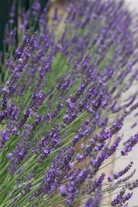 Lavandula int. Phenomenal geen maat specificatie 0,55L/P9cm - afbeelding 3
