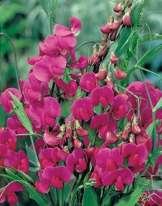 Lathyrus latifolius 'Red Pearl' geen maat specificatie 0,55L/P9cm