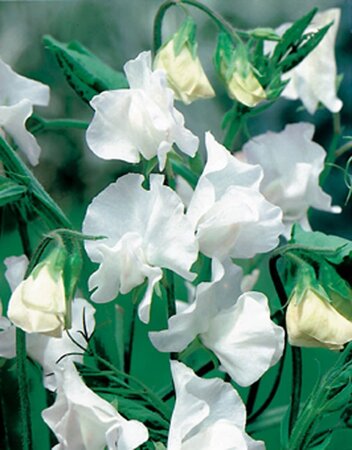Lathyrus latifolius 'White Pearl' geen maat specificatie 0,55L/P9cm